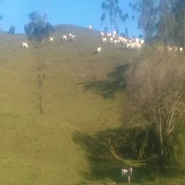 Excelente área com 71 hectares, bairro Caetés cidade de Camboriú. Excelente área com 71 hectares, bairro Caetés cidade de Camboriú.