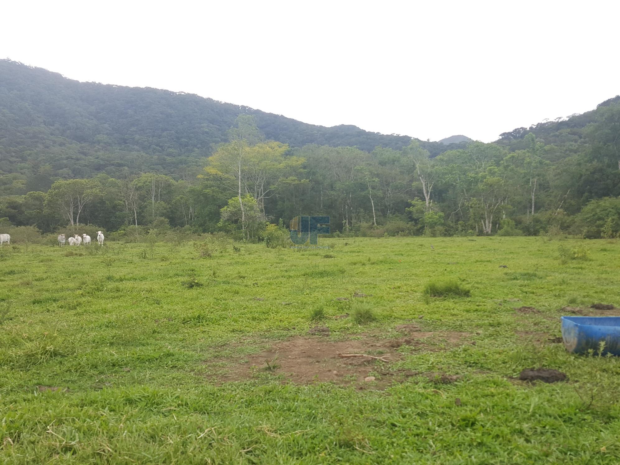 Sítio, 5 hectares - Foto 6