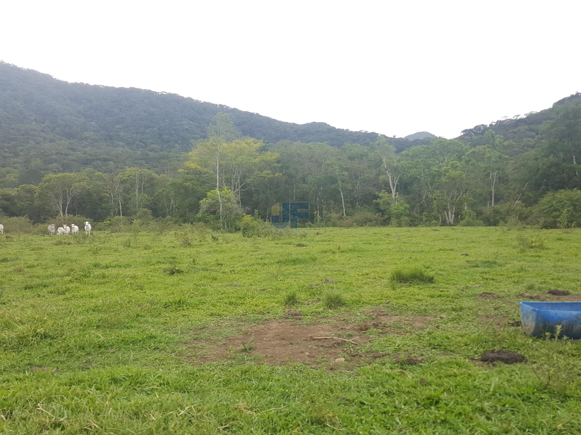 Sítio, 5 hectares - Foto 7