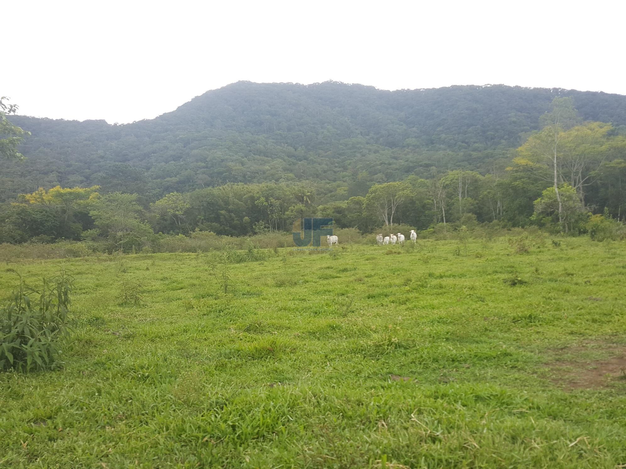 Sítio, 5 hectares - Foto 8