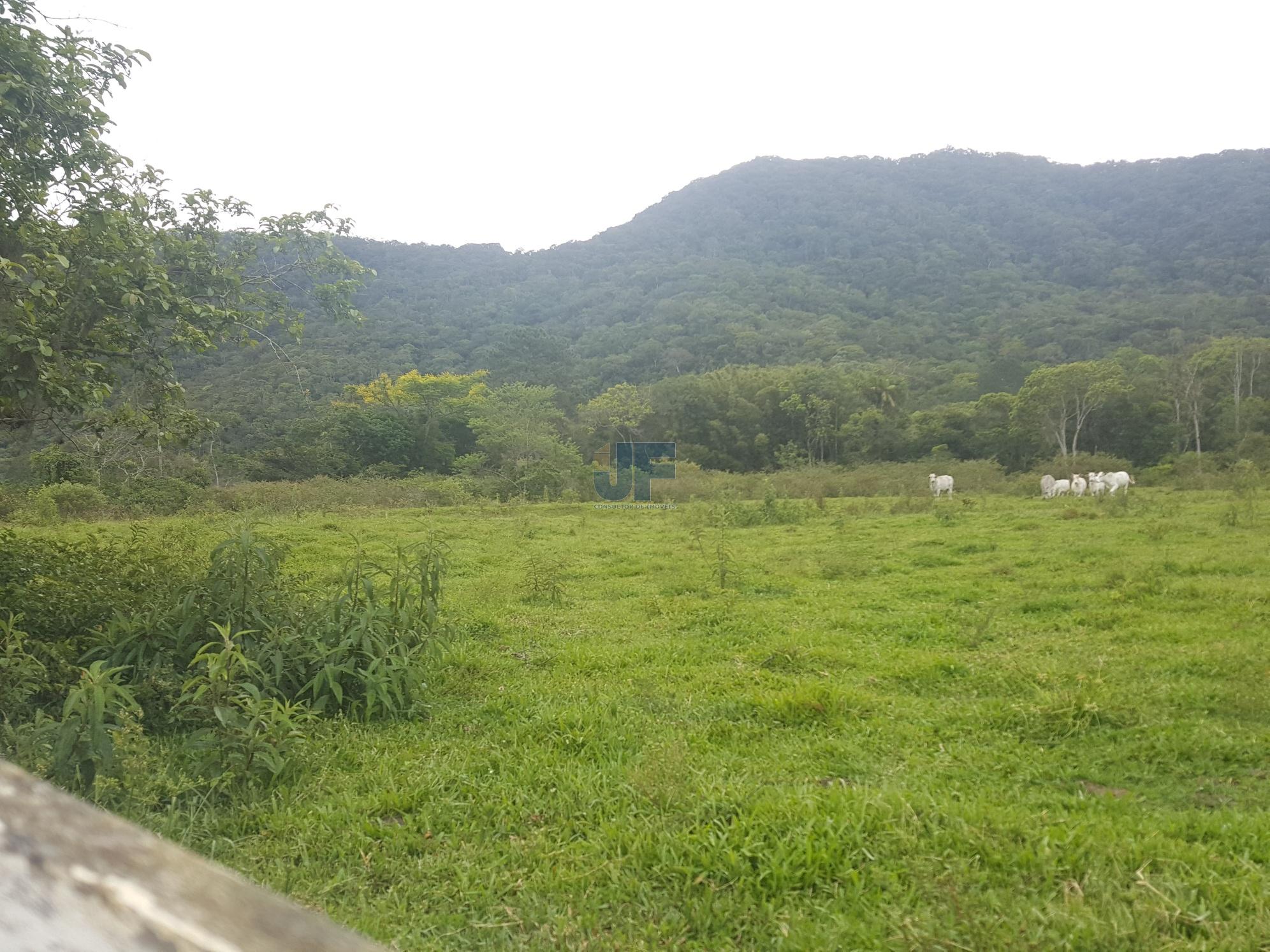 Sítio, 5 hectares - Foto 9