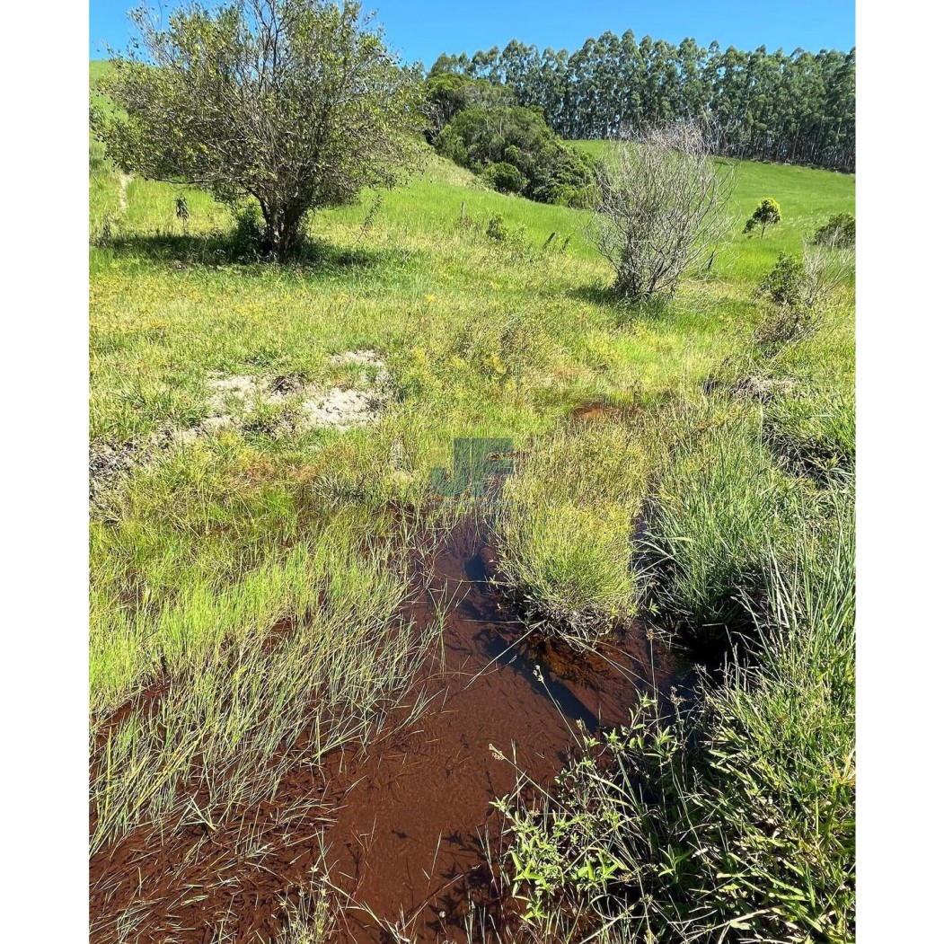 Fazenda, 82 hectares - Foto 9