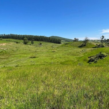 Essa fazenda em Imaruí é uma joia para quem busca investir na pecuária Essa fazenda em Imaruí é uma joia para quem busca investir na pecuária