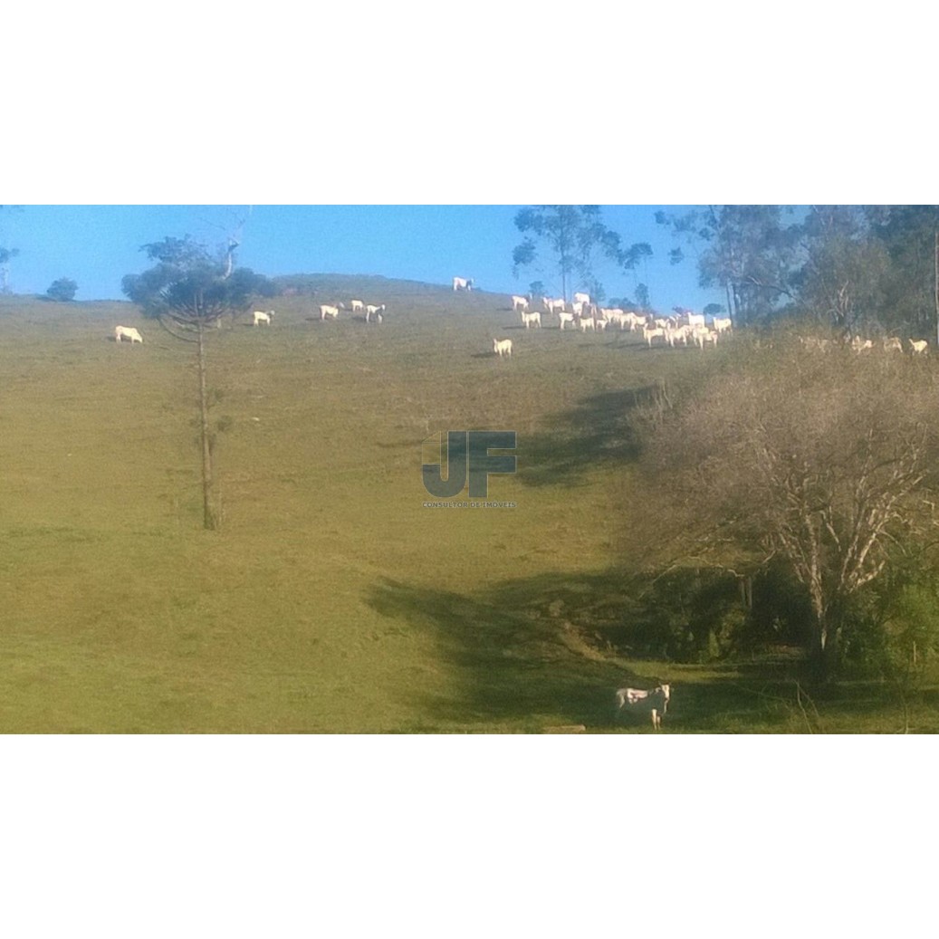 Sítio, 71 hectares - Foto 4