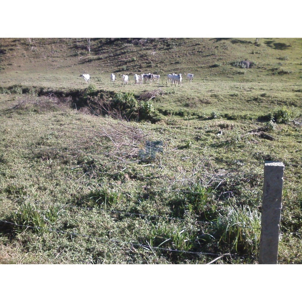 Sítio, 71 hectares - Foto 6