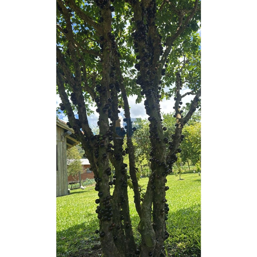 Sítio à venda com 3 quartos, 30000m² - Foto 13