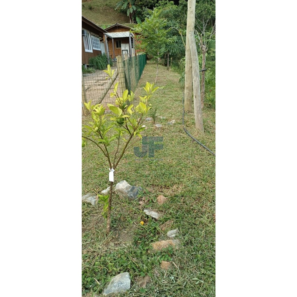 Sítio, 3 quartos, 3 hectares - Foto 6